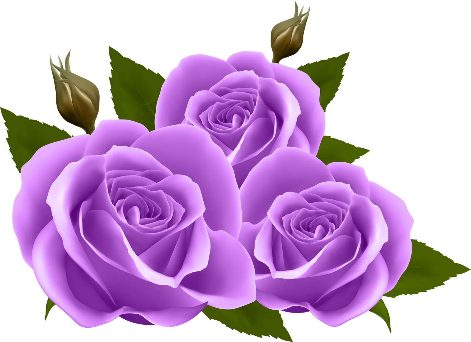 Purple Roses